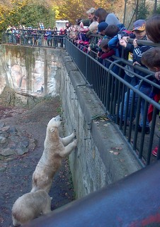 koln druina v ZOO, jen 2013